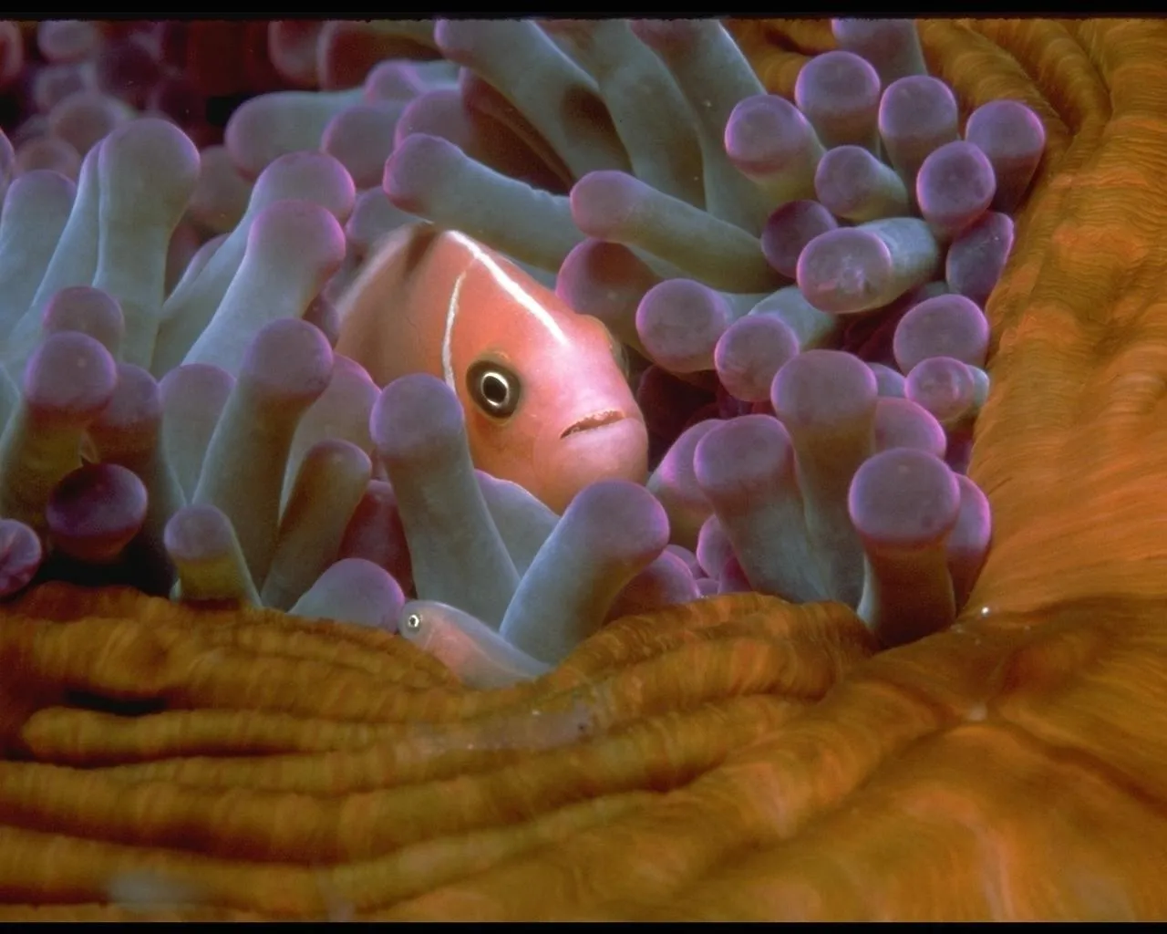 A pink clownfish with white stripes peeks out from a purple anemone.