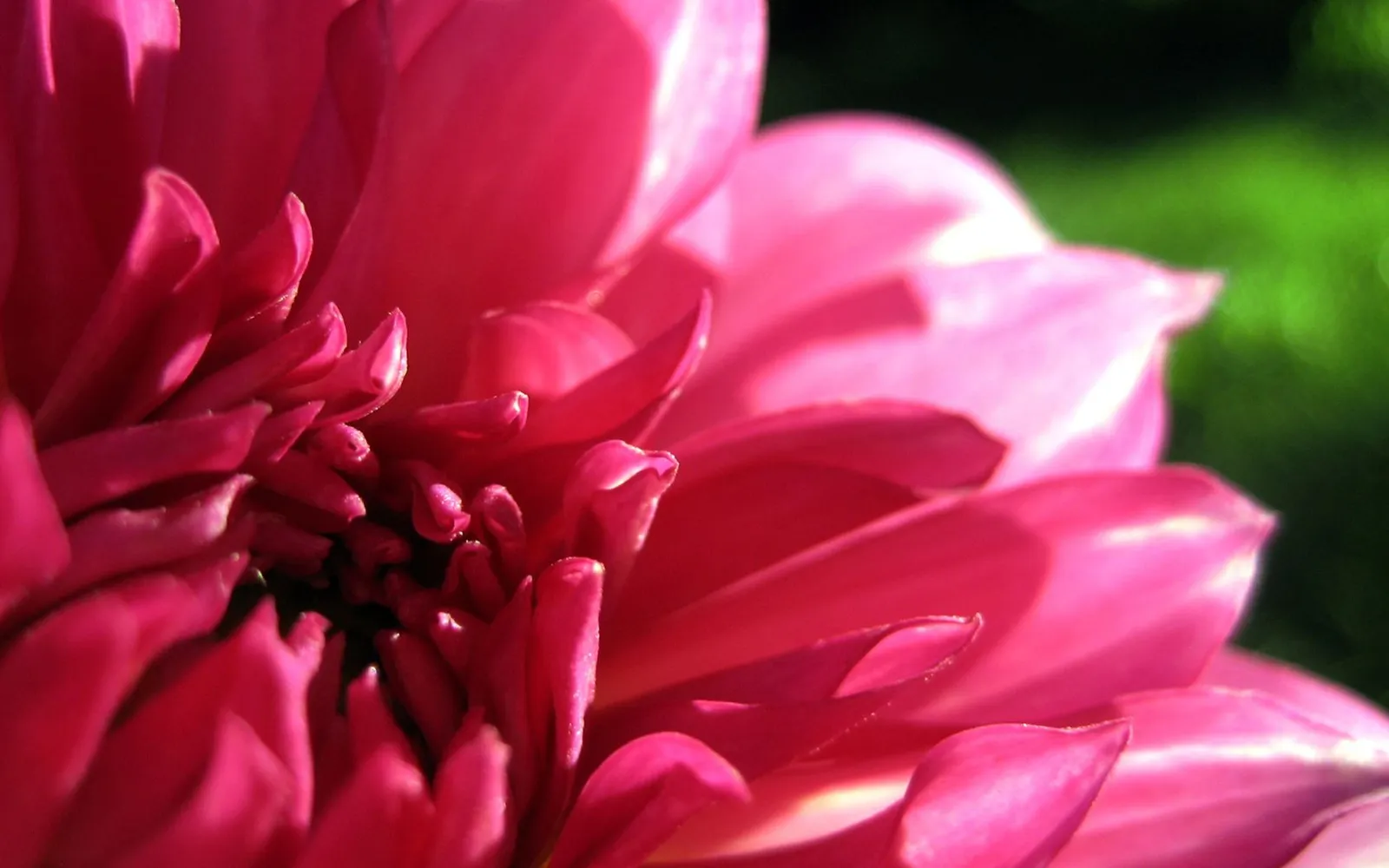 A close-up view of the intricate petals of a bright pink dahlia flower.