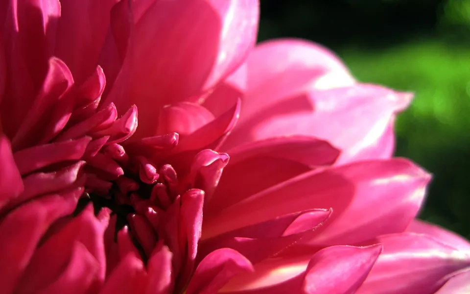 A close-up view of the intricate petals of a bright pink dahlia flower.