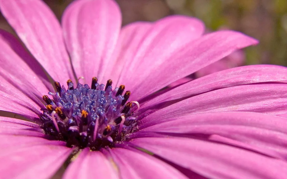A close-up view of a vibrant pink daisy with a purple center and delicate petals.