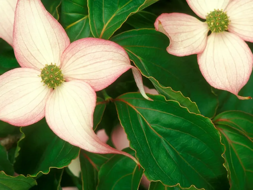 Close-up of pale pink dogwood flowers with green centers, surrounded by dark green leaves.