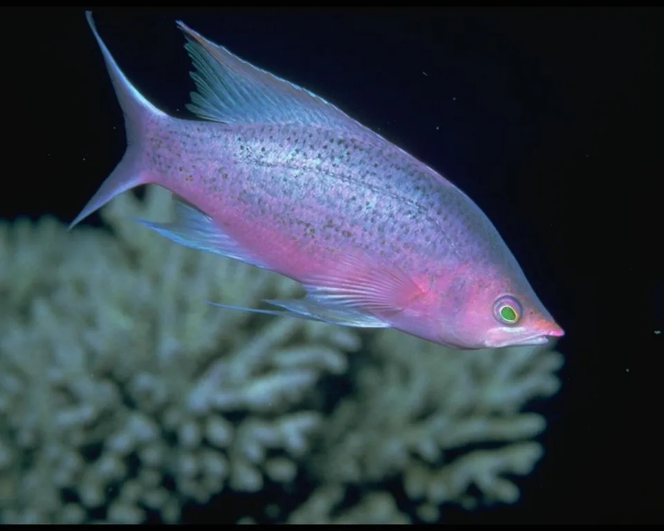 A vibrant pink fish with green eyes swims in dark water near a pale coral formation.
