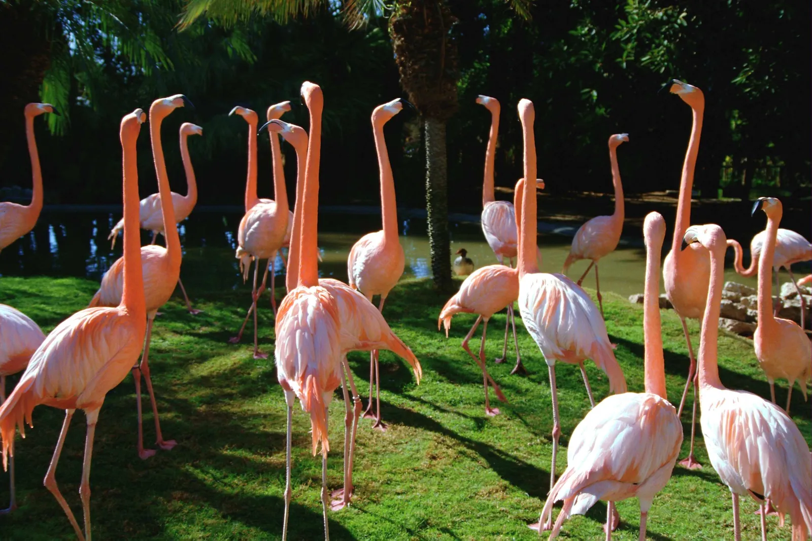 A group of pink flamingos stand on a grassy area with palm trees and water in the background.