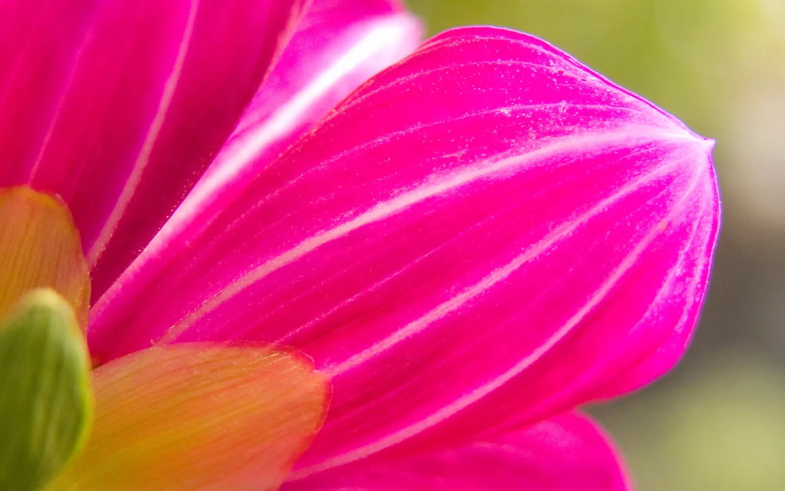 Close-up of vibrant pink flower petals with delicate white lines running through them.