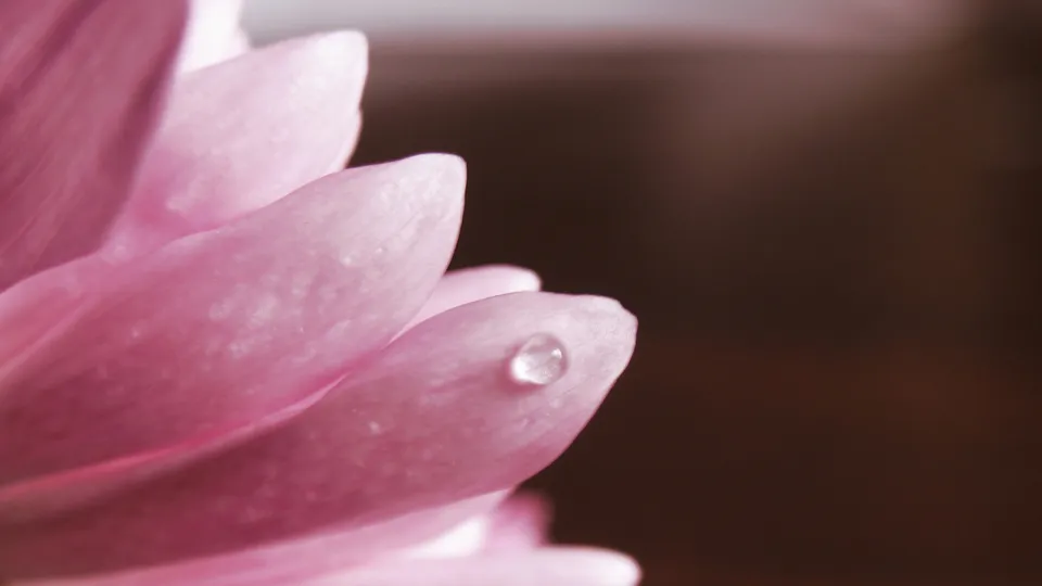 A close-up macro shot of a pink flower petal with a single, clear water droplet on its surface.