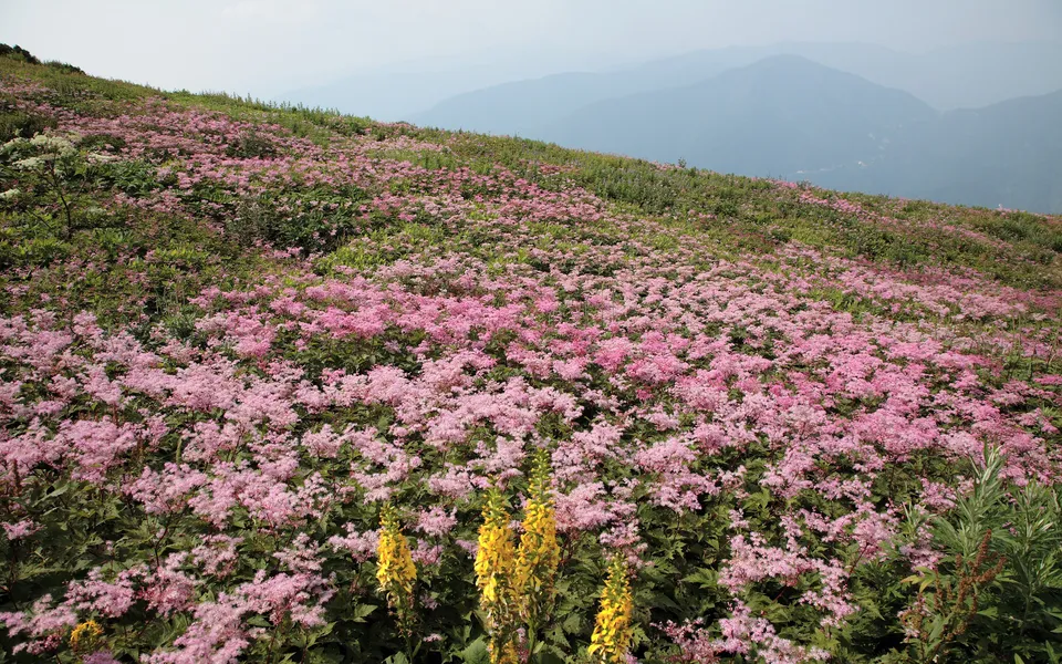 A hillside covered in dense pink flowers with distant blue mountains in the background.