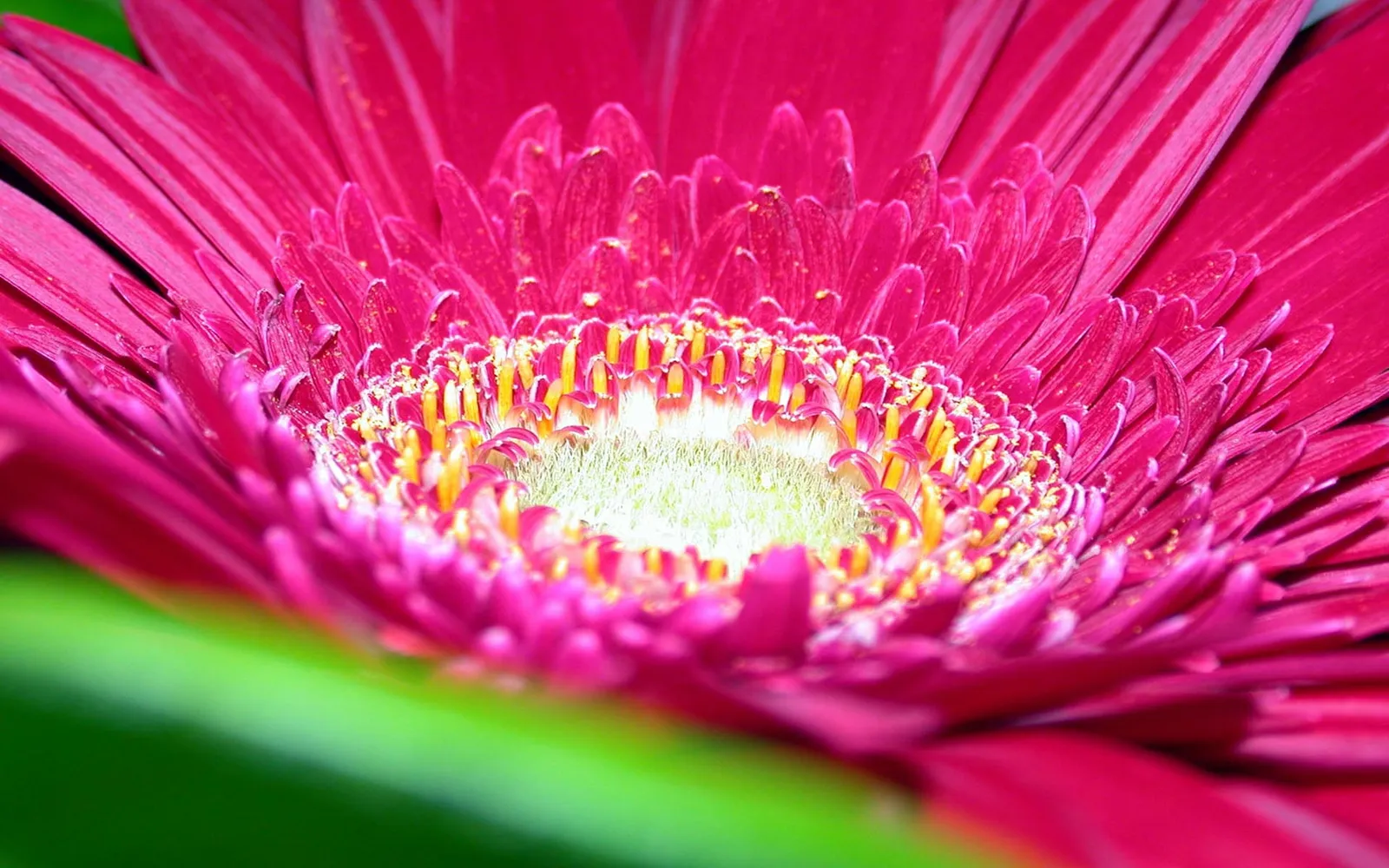 Close-up of a vibrant pink gerbera daisy with yellow stamens and green leaves.