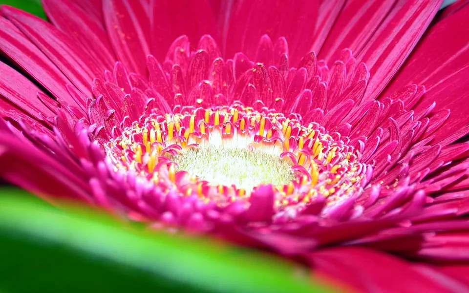 Close-up of a vibrant pink gerbera daisy with yellow stamens and green leaves.