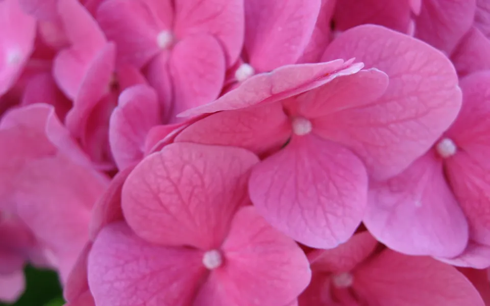 A close-up view of bright pink hydrangea flower petals, showing their delicate texture and shape.