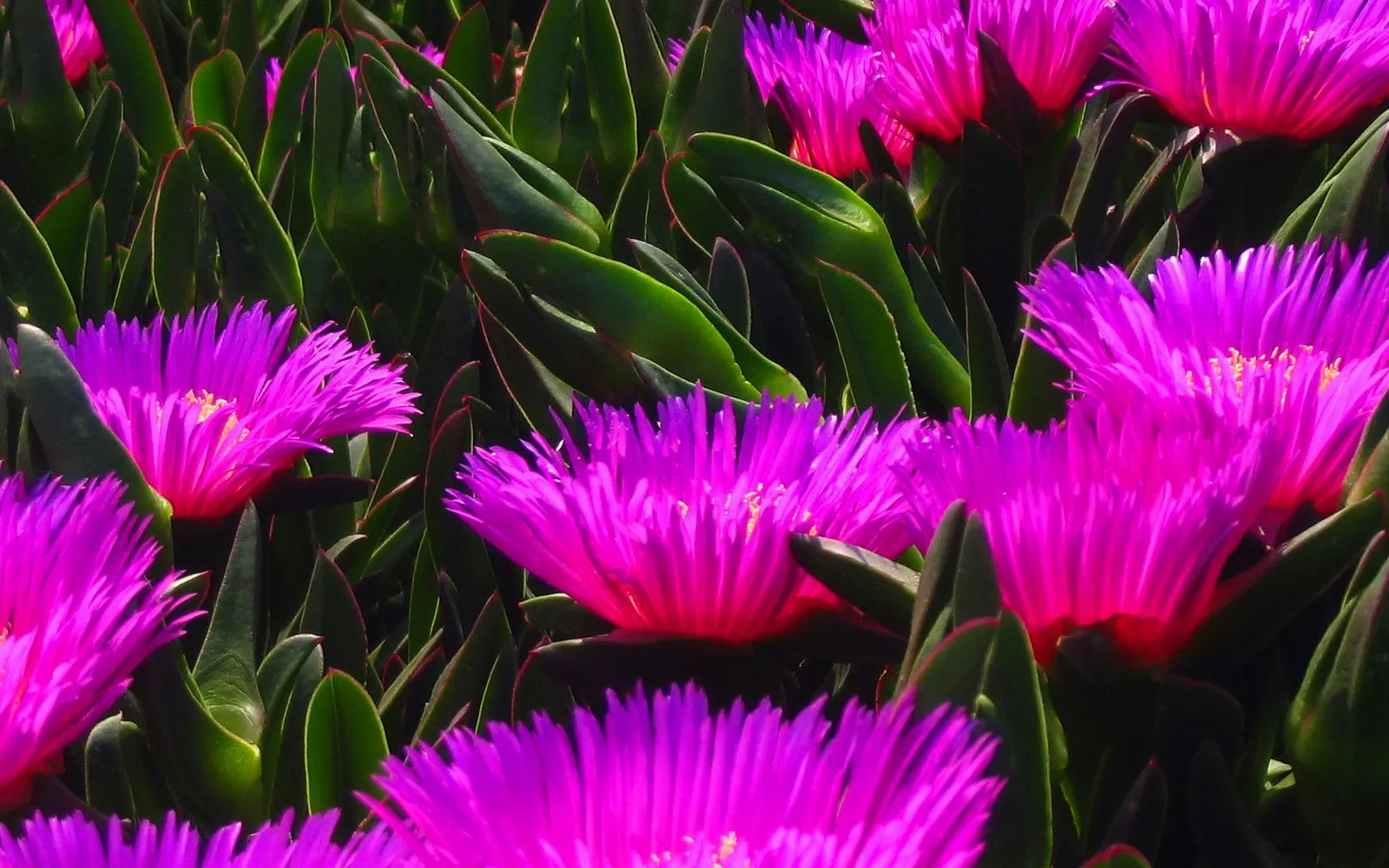 Close-up of bright pink ice plant flowers with succulent green leaves.