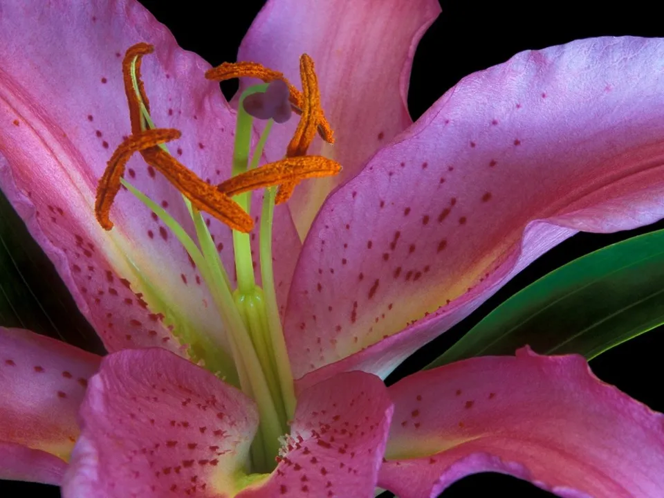 A close-up macro photograph of a pink lily flower with orange stamens and dark spots.