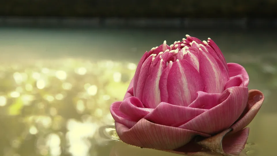 A close-up of a pink lotus bud with white tips, floating on calm, murky water.
