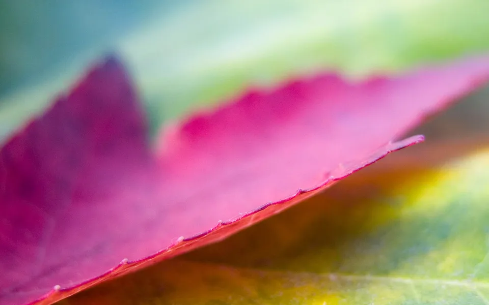 Close-up of a vibrant pink maple leaf with serrated edges, showing layers of color.