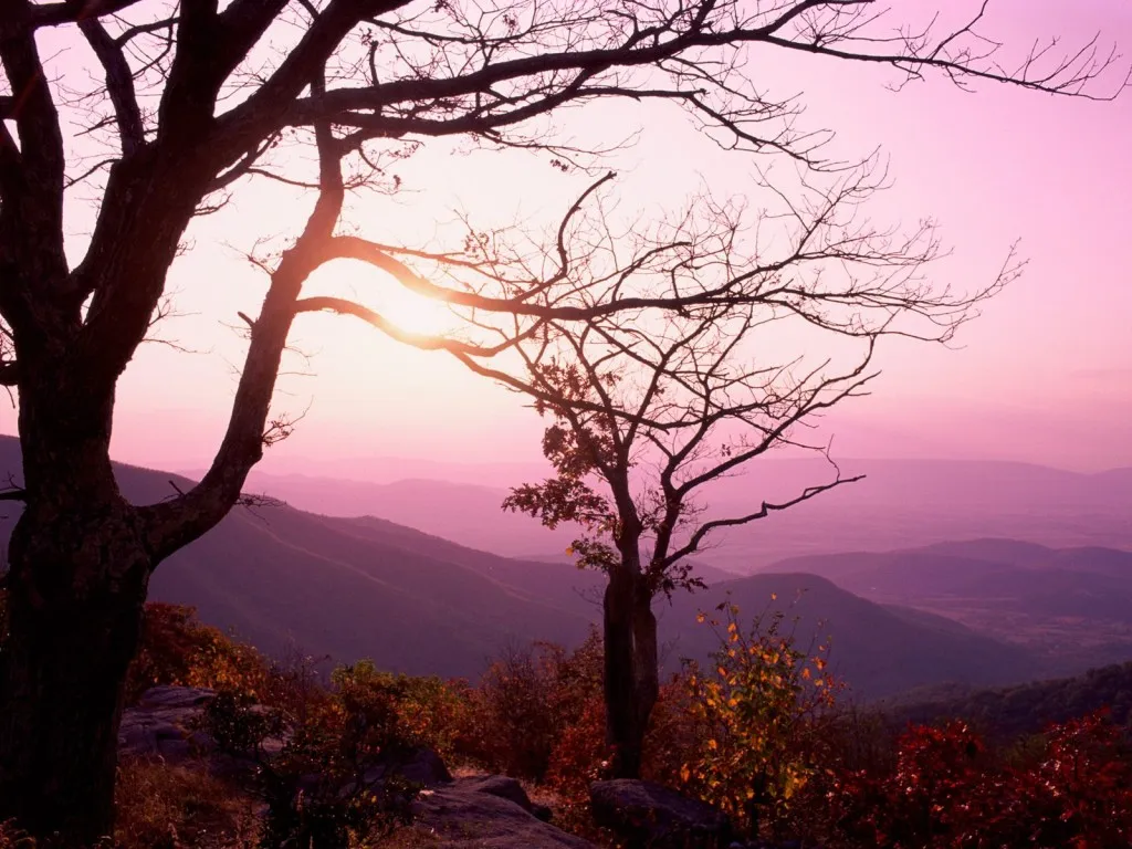 Silhouetted bare trees frame a hazy pink sky over layered mountains at sunset.