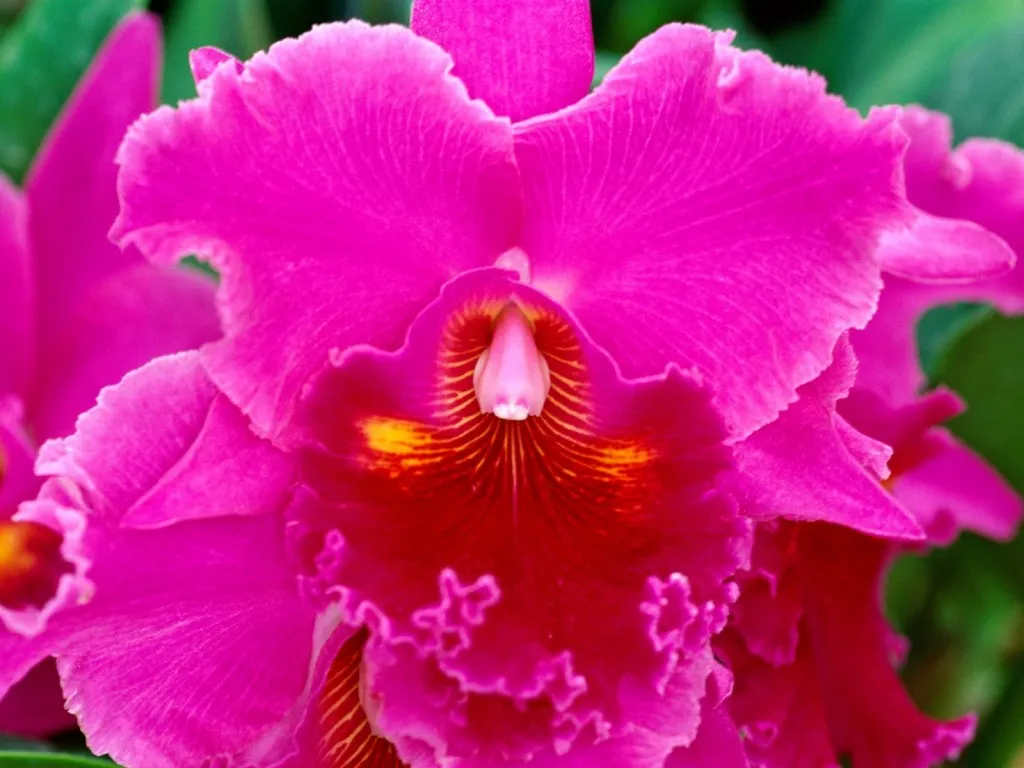 A close-up of a vibrant pink orchid with ruffled petals and a deep red and yellow center.