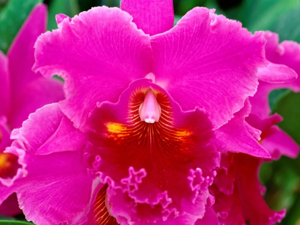 A close-up of a vibrant pink orchid with ruffled petals and a deep red and yellow center.