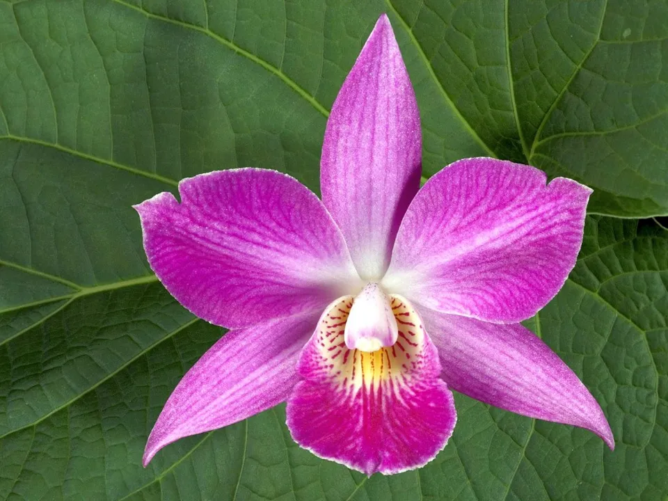 A close-up of a vibrant pink orchid with delicate white and yellow markings in its center, set against a background of large green leaves.