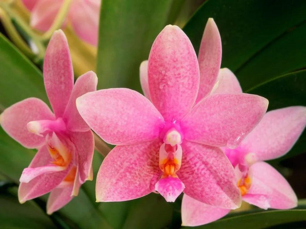 Close-up of several delicate pink orchids with speckled petals and green leaves in the background.