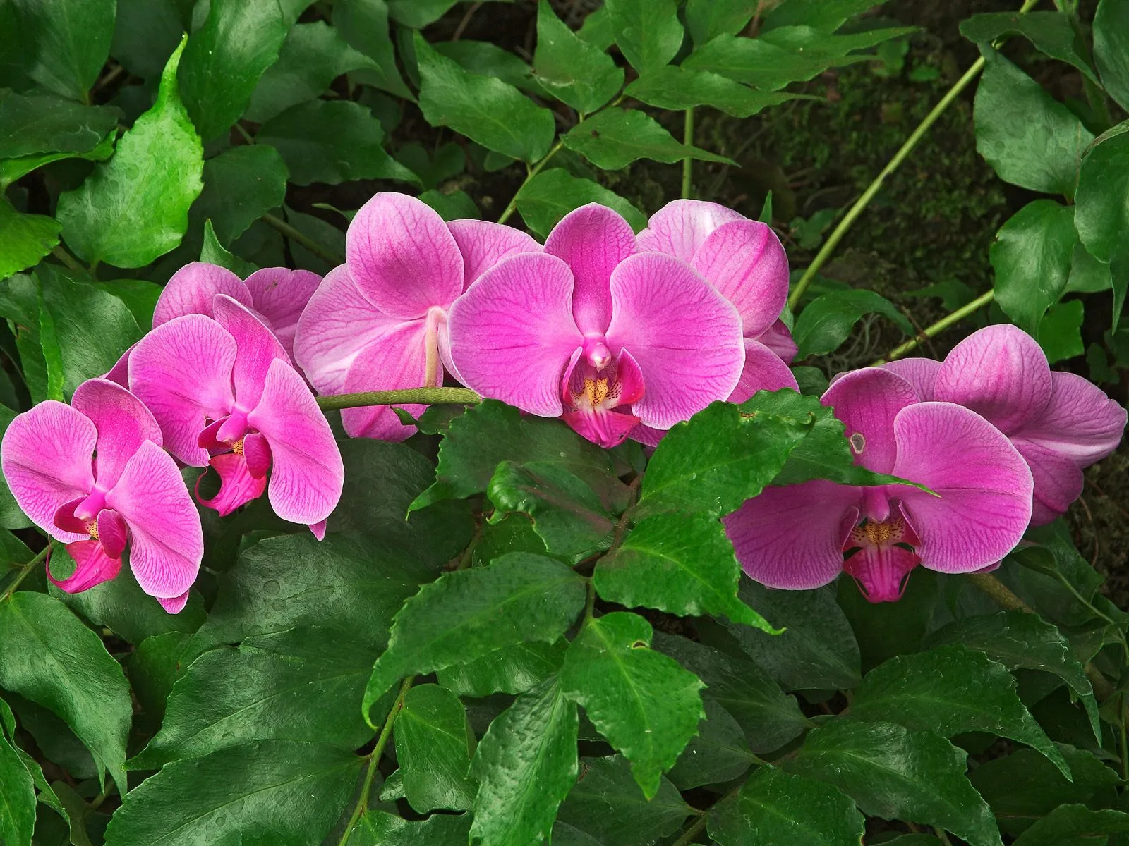 Close-up of several vibrant pink orchids with green leaves surrounding them.