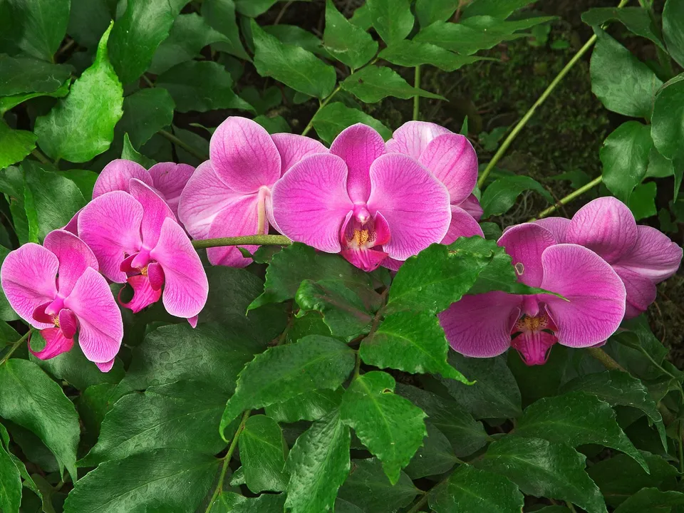 Close-up of several vibrant pink orchids with green leaves surrounding them.