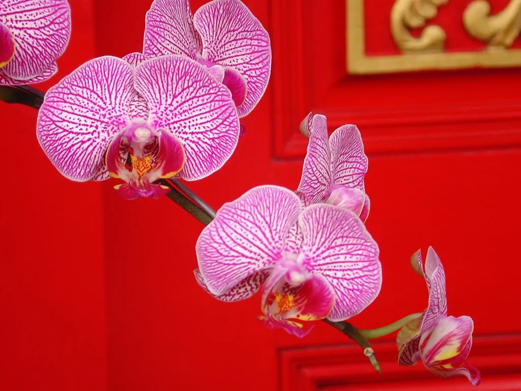 Close-up of delicate pink and white striped orchids against a bright red backdrop.