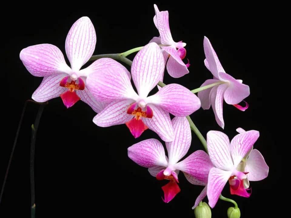A cluster of delicate pink and white striped Phalaenopsis orchid flowers with vibrant pink centers against a black background.
