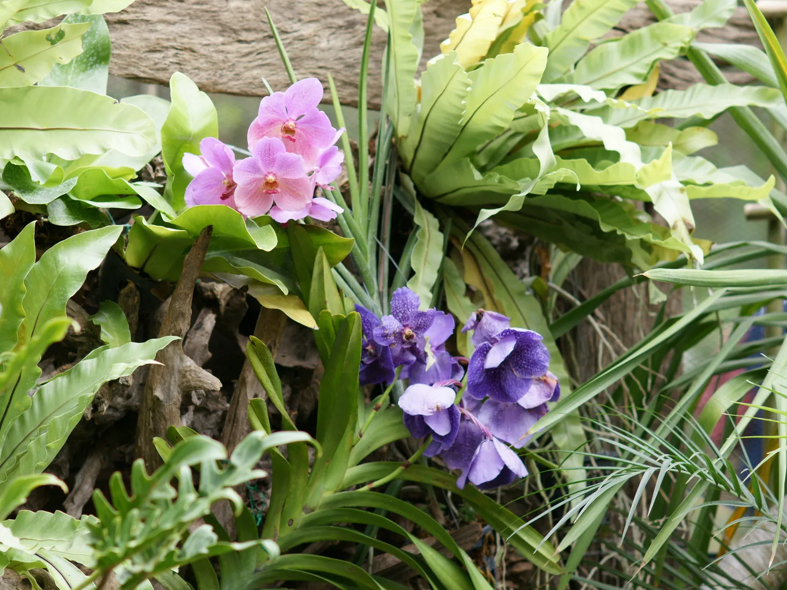 Close-up of pink and purple orchids with lush green foliage and weathered wood.