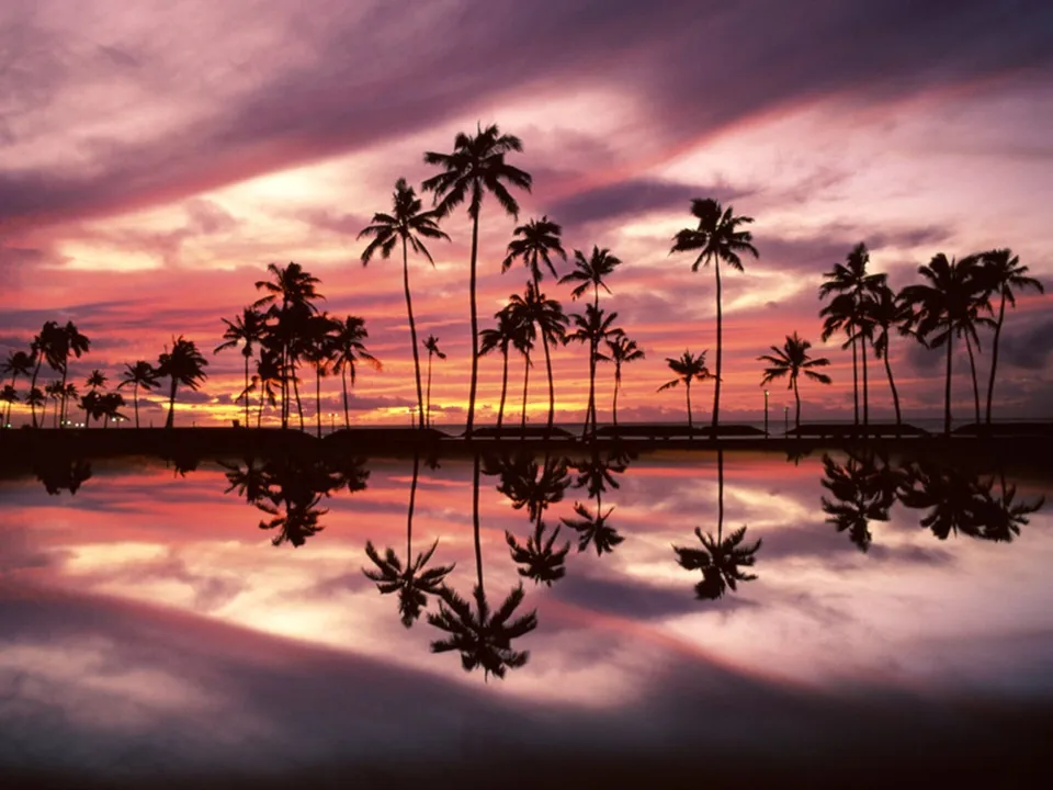 Silhouetted palm trees reflected in still water under a vibrant pink and purple sunset sky.