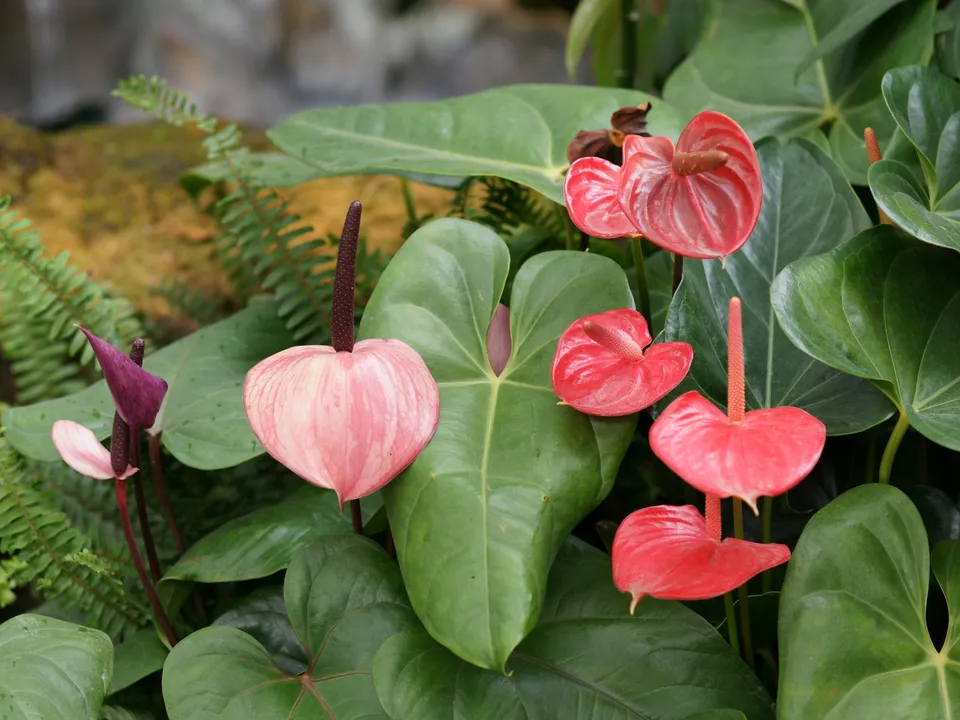 Close-up of red and pink anthurium flowers with large, glossy green leaves.