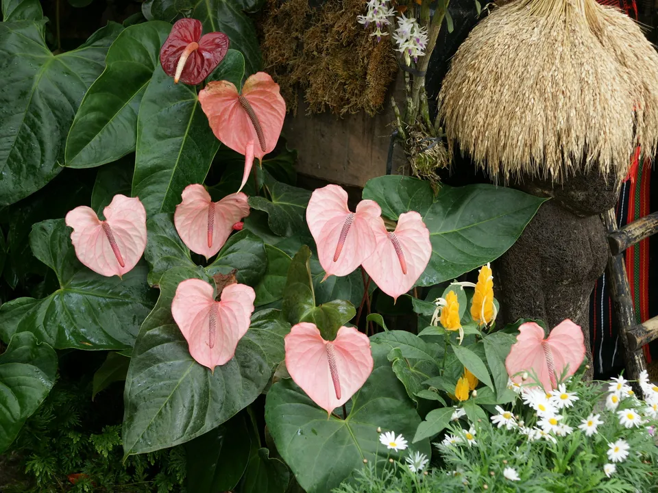 Several pink anthurium flowers are displayed amongst large green leaves, with a few small white flowers in the foreground.