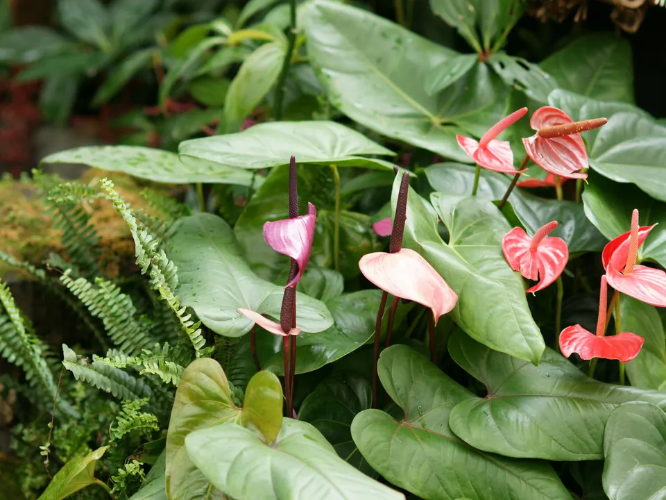 Close-up of pink and red anthurium flowers with glossy green leaves and ferns.
