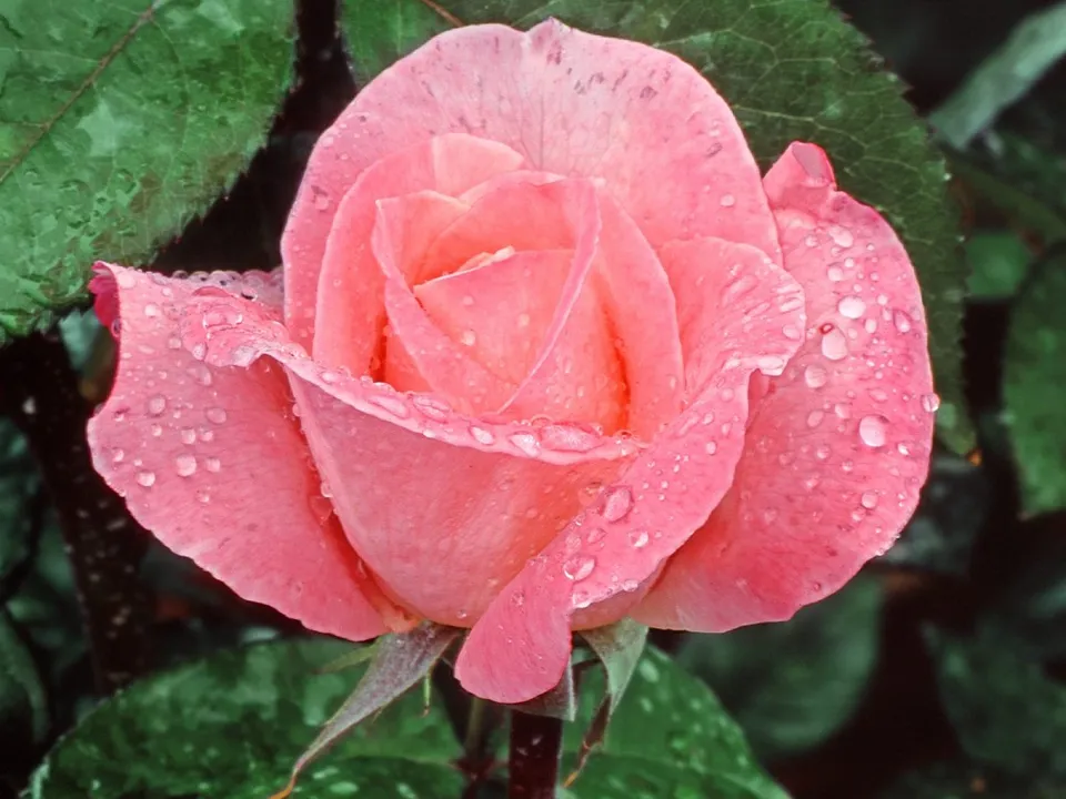 A close-up of a pink rose with many water droplets on its petals and leaves.
