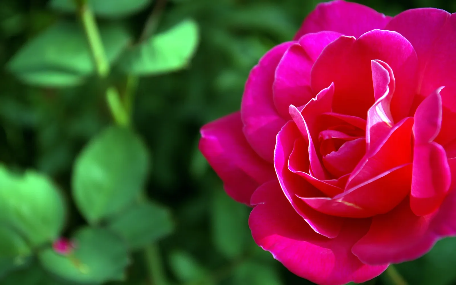A close-up of a vibrant pink rose with delicate white edges on its petals, set against a blurred green background.
