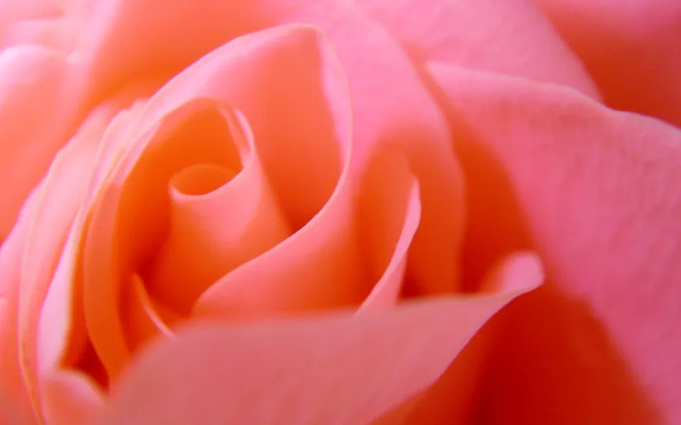 A close-up macro photograph of the swirling petals of a pink rose.