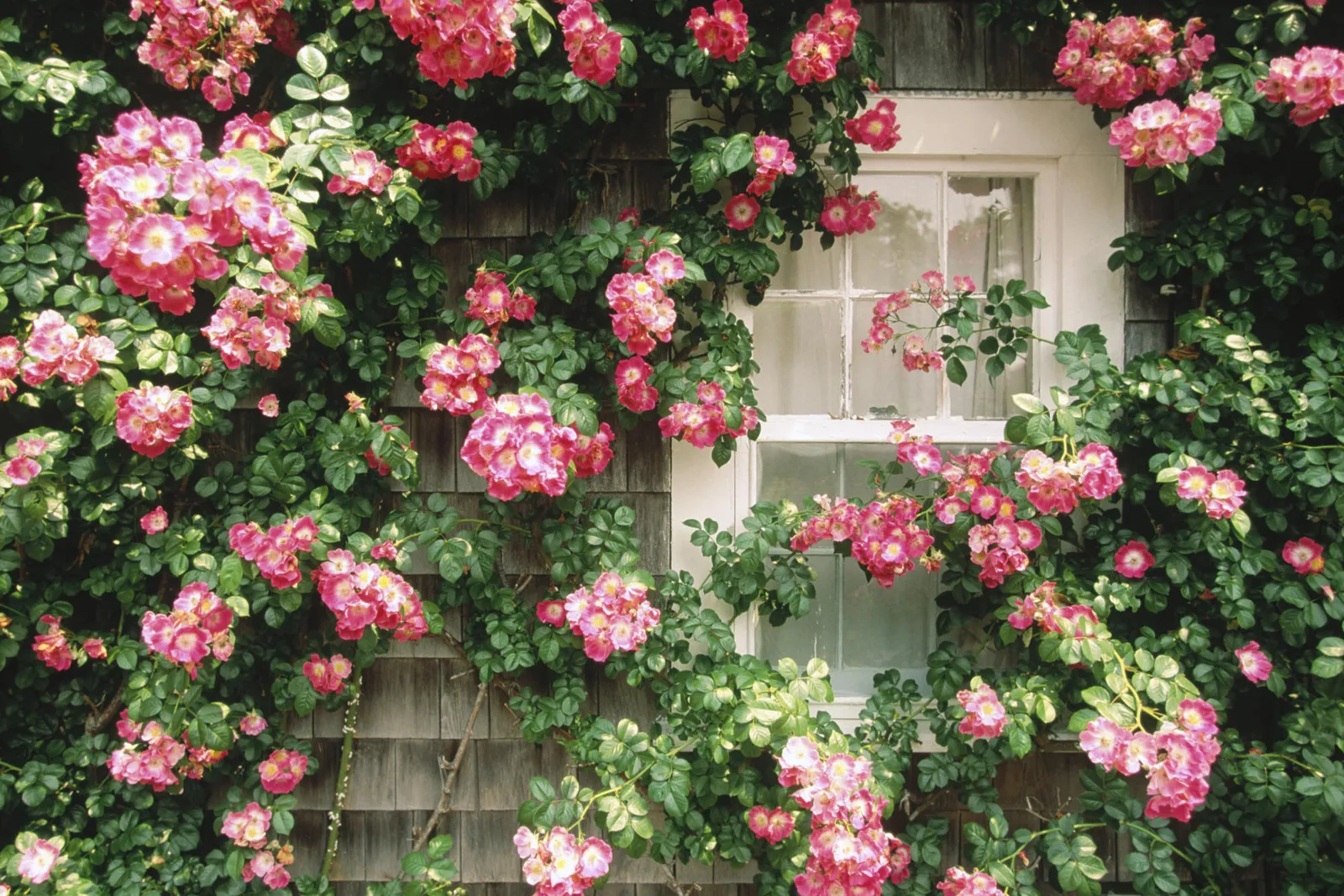 Abundant clusters of pink roses with green foliage climb over a weathered wooden wall and a white-paned window.