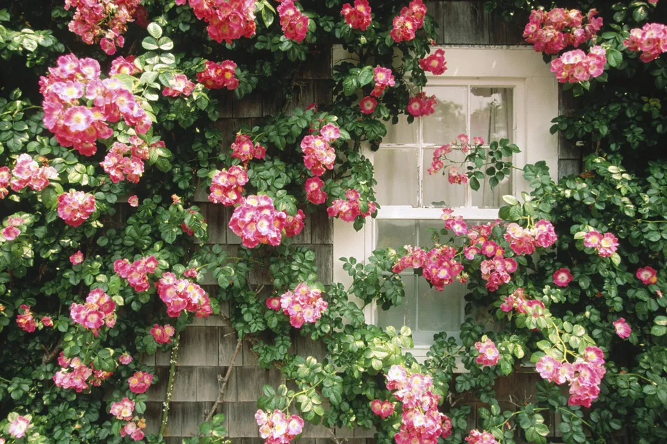 Abundant clusters of pink roses with green foliage climb over a weathered wooden wall and a white-paned window.