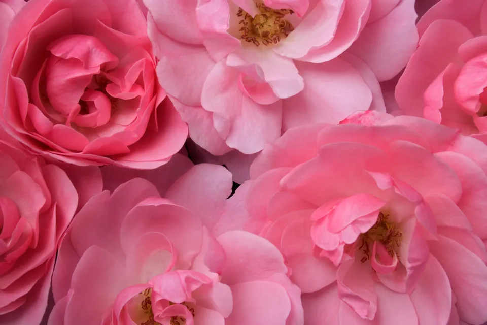 A close-up view of several blooming pink roses with soft petals and visible stamens.