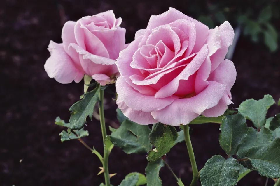 Two delicate pink roses with dew drops on their petals, set against a dark background.