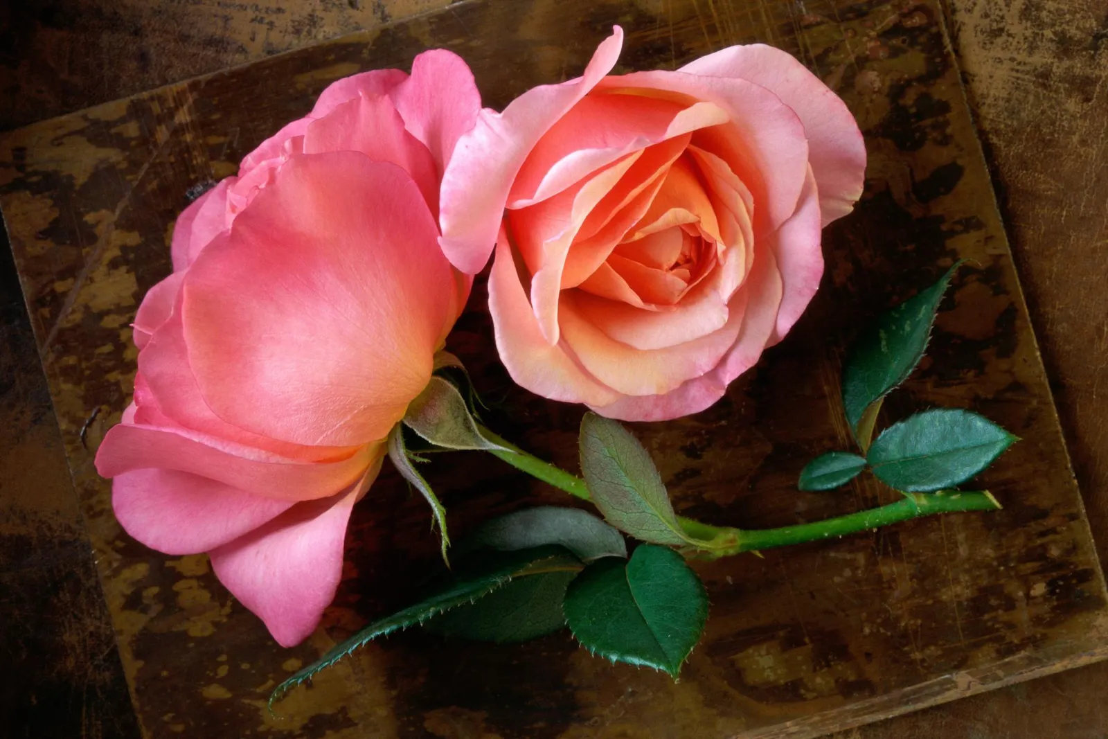 Two pink roses with green leaves and stems lie on a dark, textured surface.