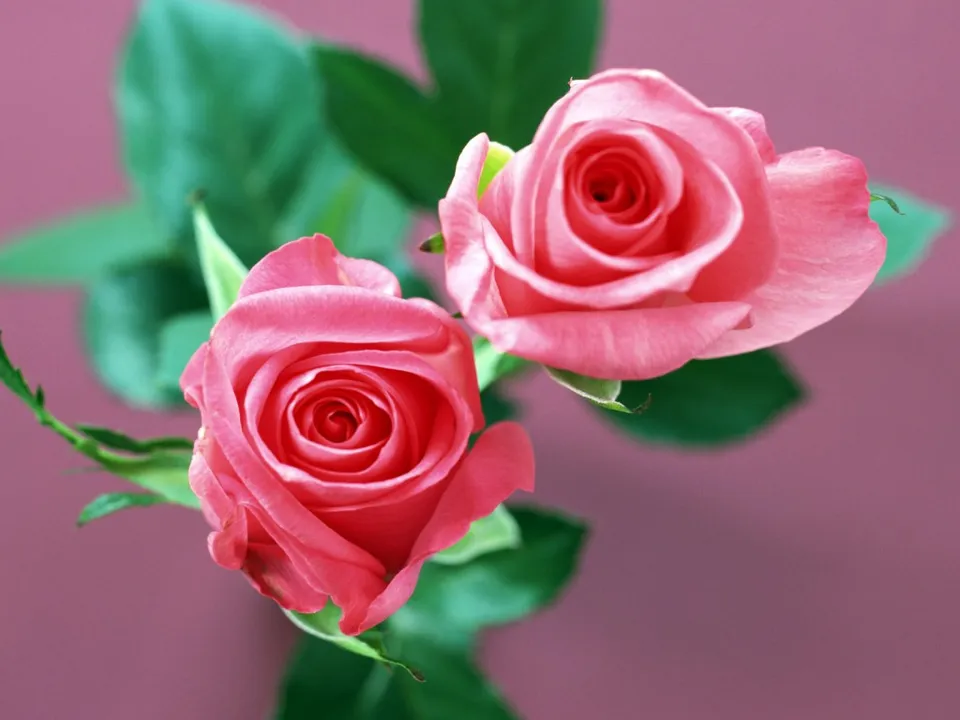 Two vibrant pink roses with green leaves against a soft pink background.