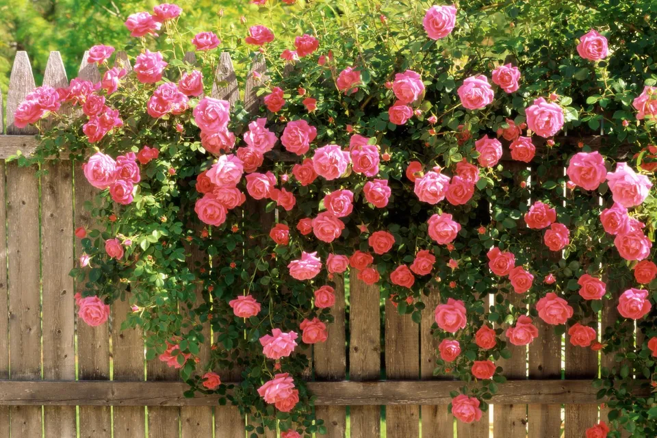 A wooden fence covered in lush green foliage and abundant bright pink roses.