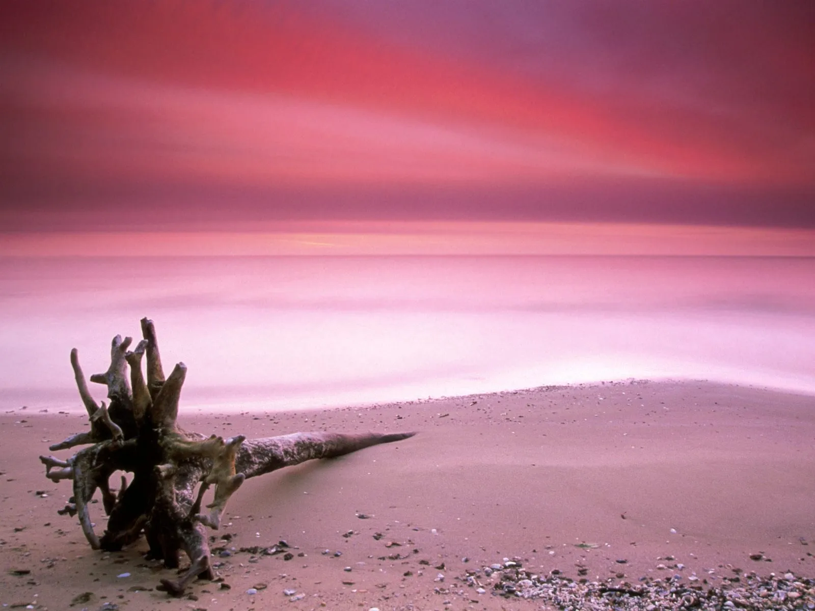 A piece of driftwood lies on a sandy beach with a soft pink sky and calm ocean in the background.