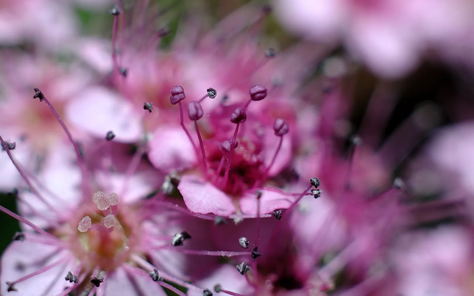 Close-up of delicate pink spirea flowers with visible stamens and pistils.