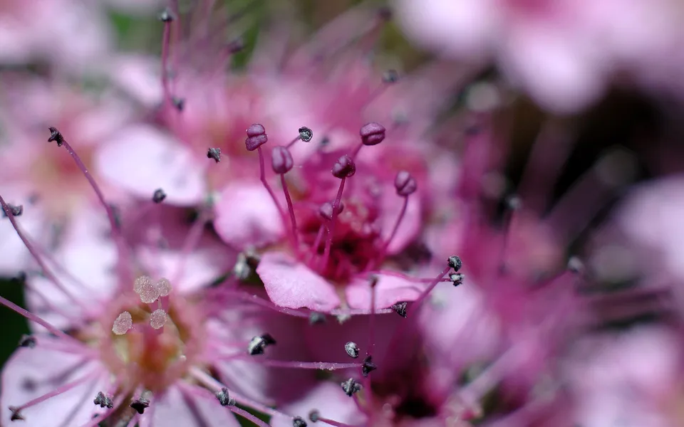 Close-up of delicate pink spirea flowers with visible stamens and pistils.