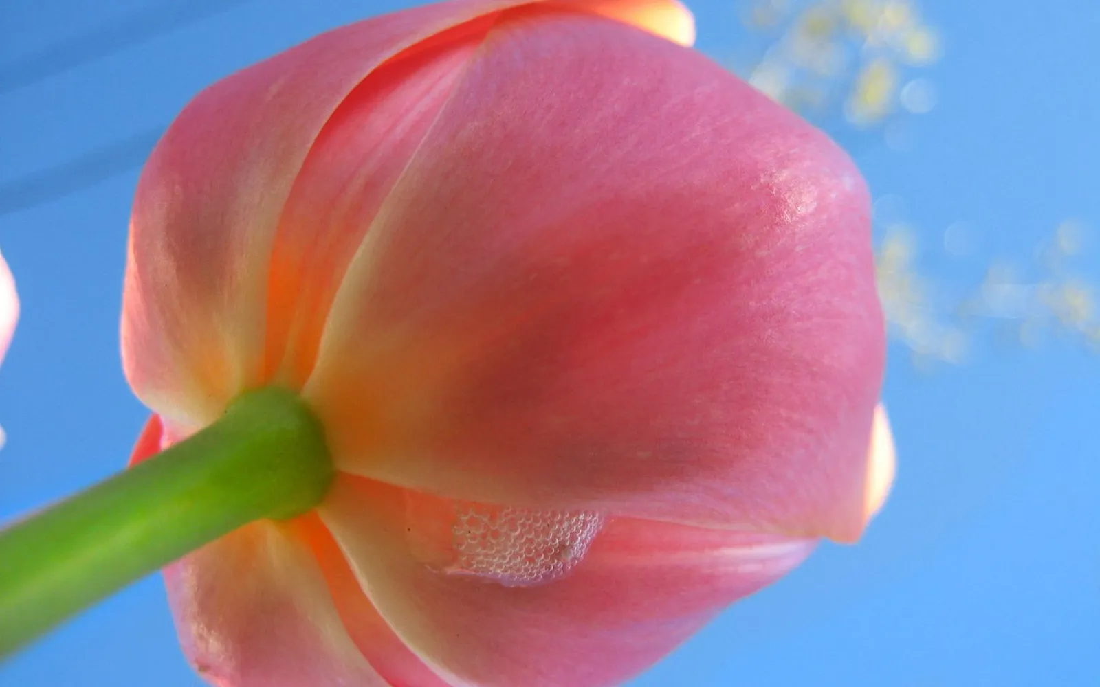 A close-up view of a pink tulip flower, seen from below, against a bright blue sky with some bokeh effects.