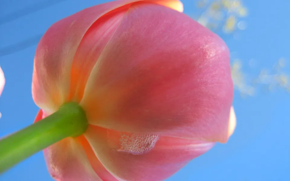 A close-up view of a pink tulip flower, seen from below, against a bright blue sky with some bokeh effects.