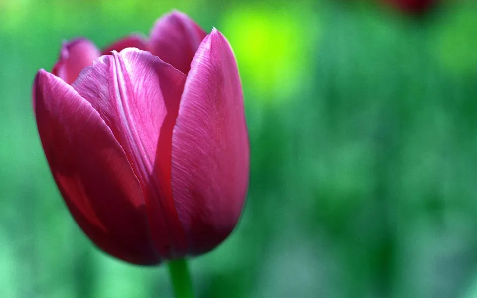 A close-up view of a deep pink tulip with delicate veins on its petals, set against a blurred green background.