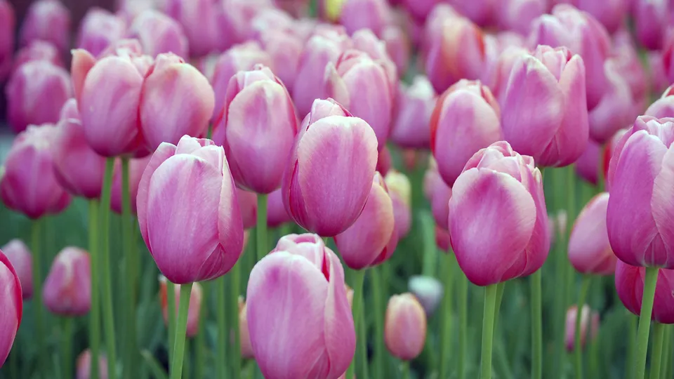 A close-up view of many pink tulips with green stems, some in focus and others blurred in the background.