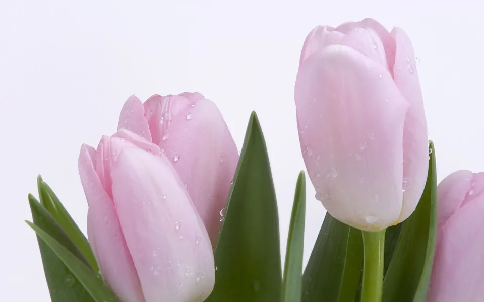 Close-up of several pink tulips with green leaves, covered in small water droplets.