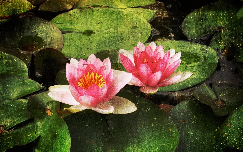Two vibrant pink water lilies with yellow centers float on dark water surrounded by large green lily pads.